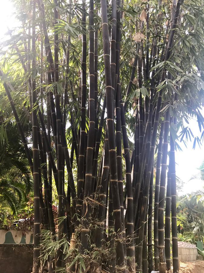 Coorg Jungle Camp Resort Suntikoppa 외부 사진